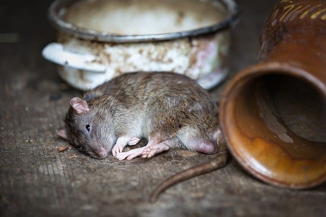 Comment éliminer définitivement les rats d'une maison ?