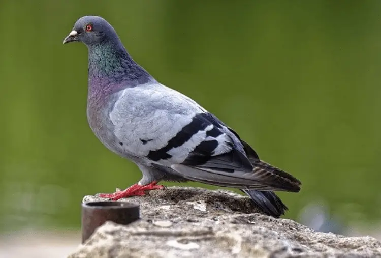Nettoyage des fientes de pigeons : illustration d'une zone nécessitant une intervention