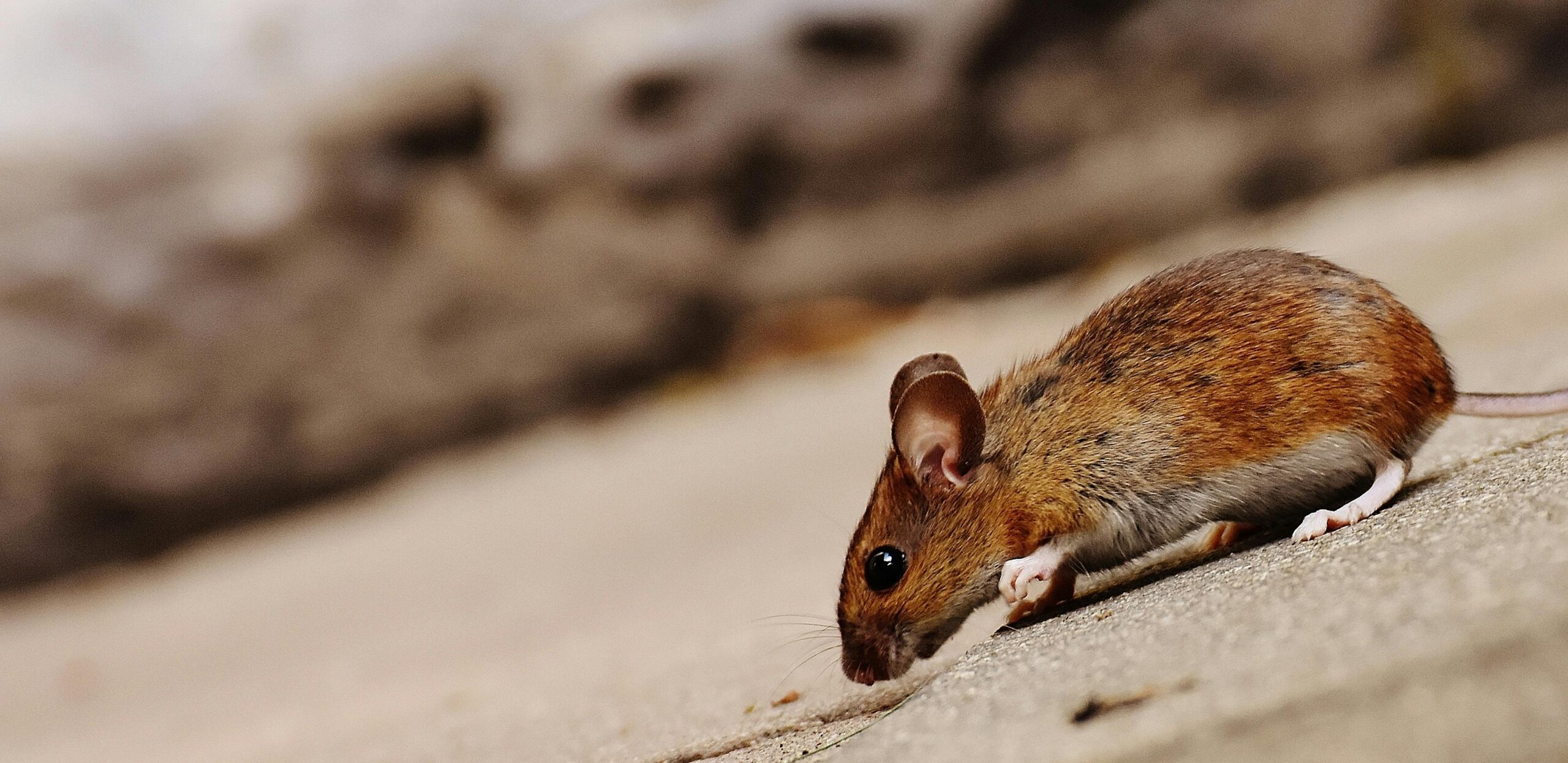 éliminer les souris dans un appartement ou une maison