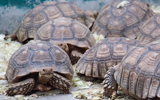 syndrome de noe tortues