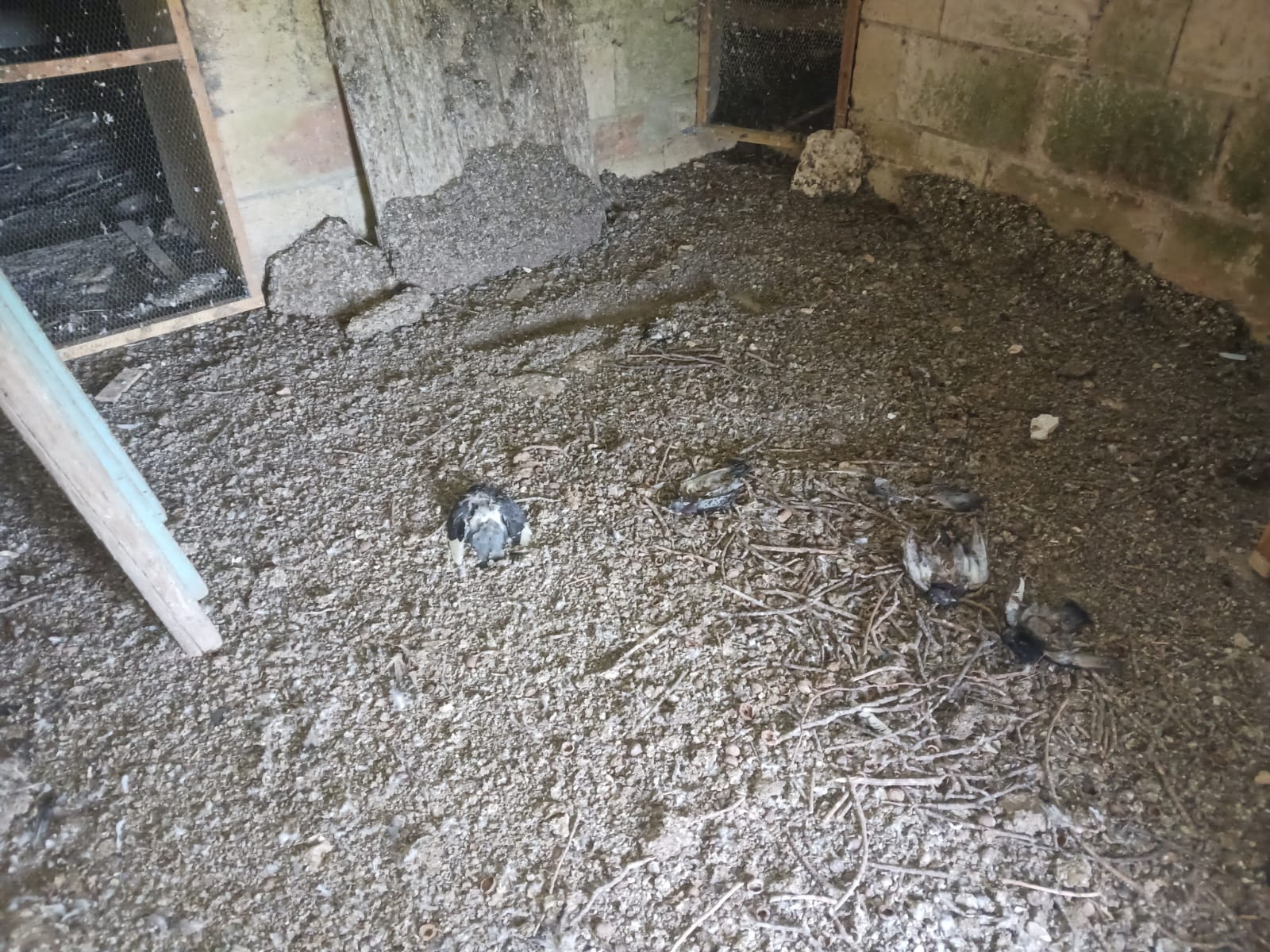 Nettoyage fientes de pigeon