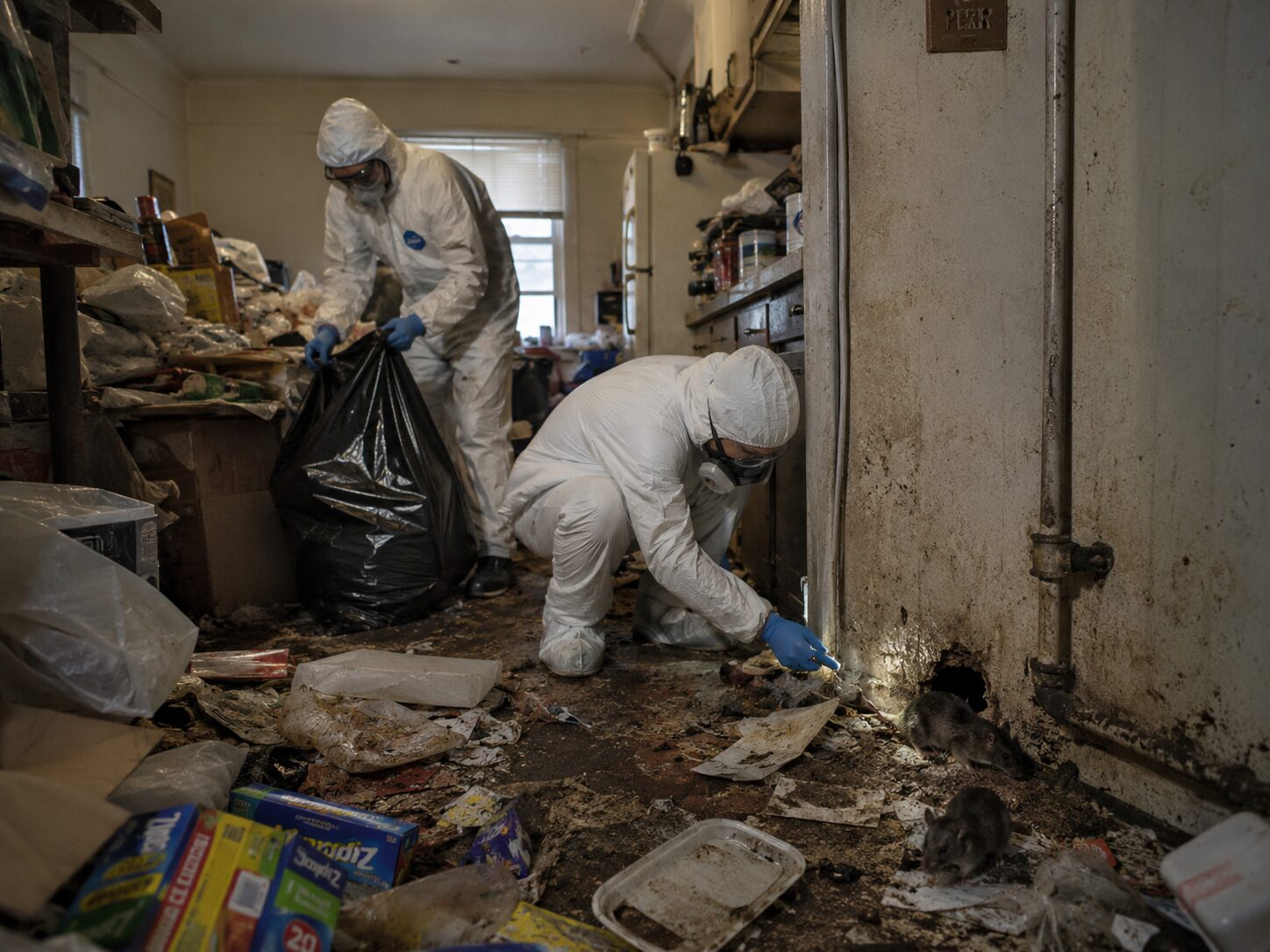 Intervention professionnelle dans un logement Diogène infesté par des rats avec nettoyage, débarras et dératisation