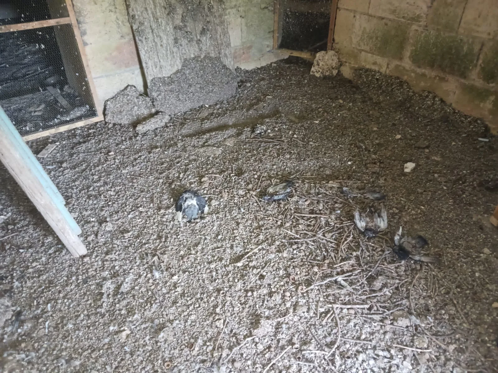 Comment se passe une intervention de nettoyage de fientes de pigeons ? 6 étapes nécessaires.