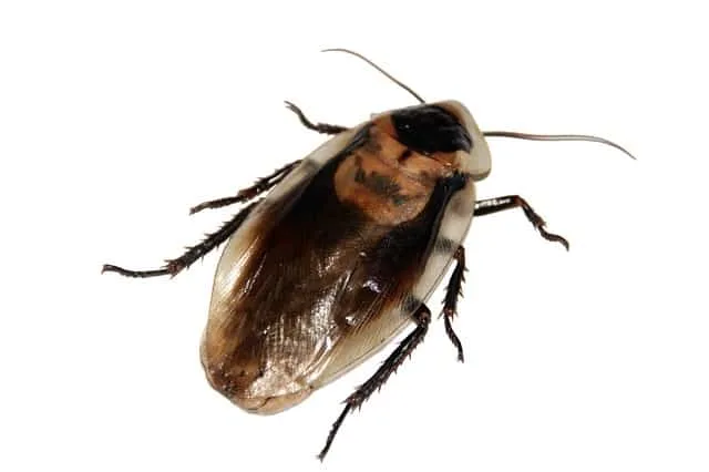 Le cafard, comment s’en débarrasser ? Tout savoir sur cet insecte envahissant !