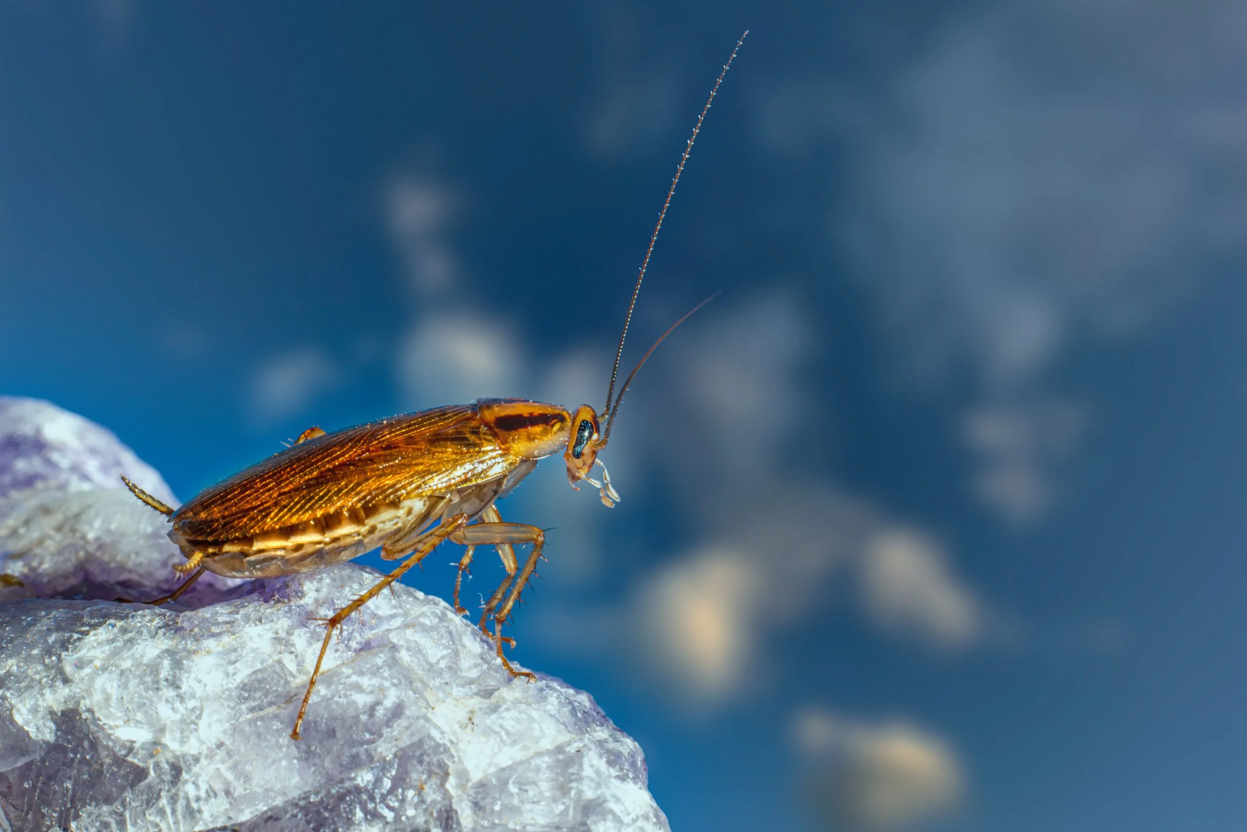 Pourquoi les Cafards Sortent-ils la Nuit ? Explication