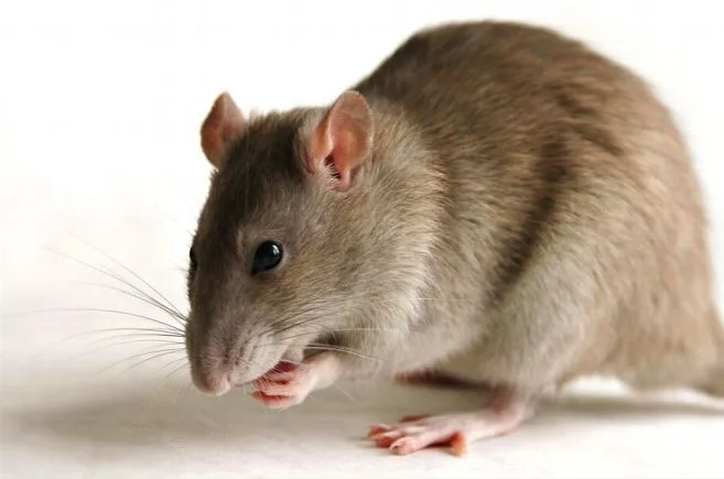 Dératisation : Comment lutter contre ces nuisibles ?