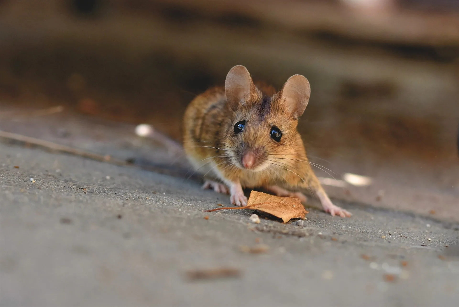 Désourisation : Comment se débarrasser des souris ?