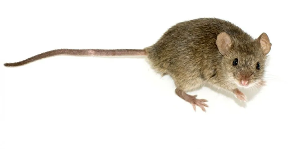 Entreprise de désourisation : Nord Nettoyage pour éradiquer les souris.