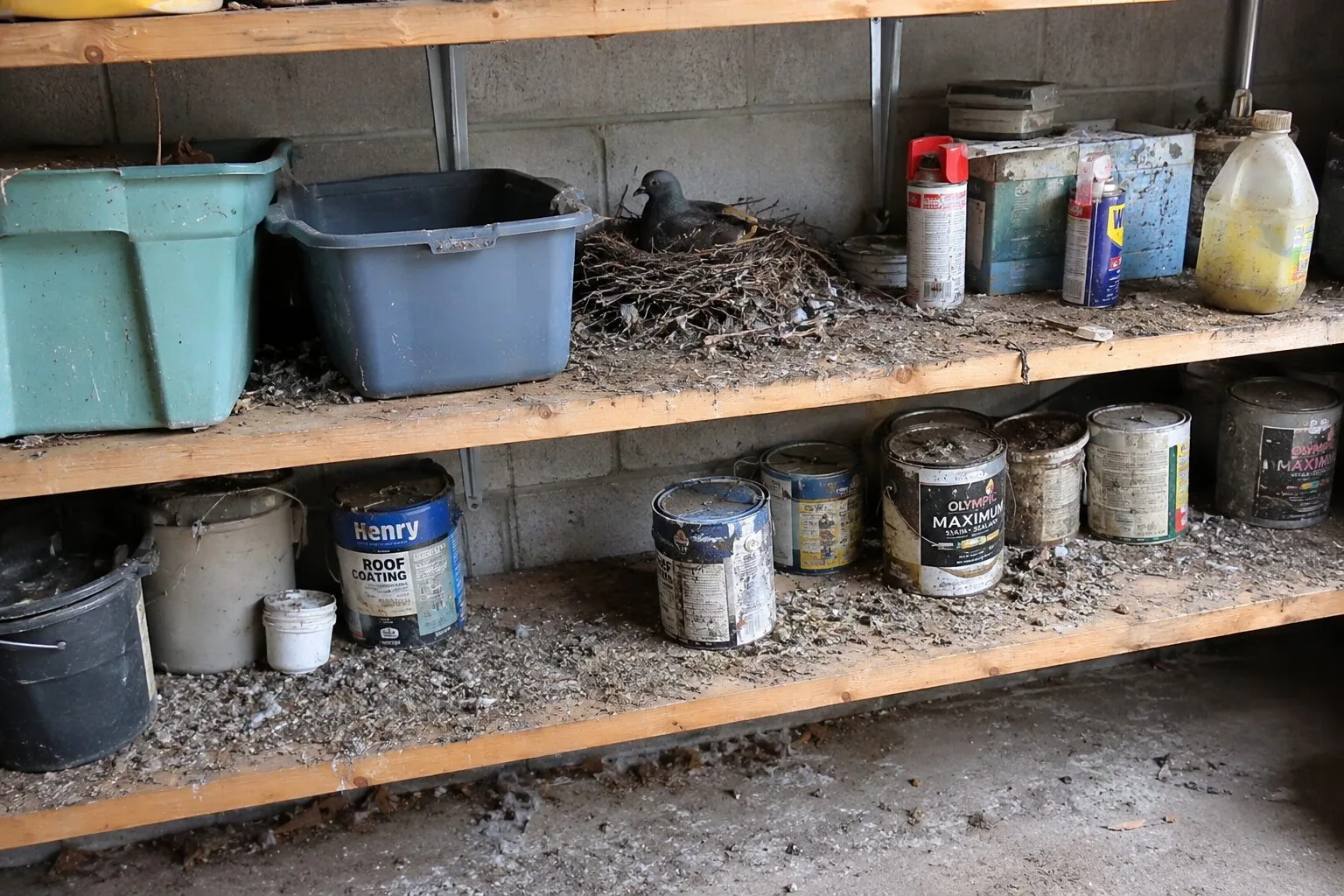Comment nettoyer un garage où des pigeons ont niché sur des étagères ?