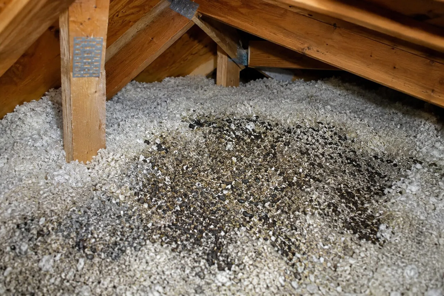 Comment désinfecter un grenier avec guano sur isolant soufflé : faut-il tout retirer ?