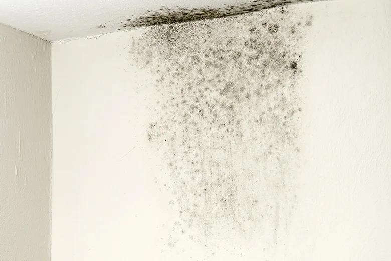 Moisissures dans Logement : Que Faire pour les Éliminer ?