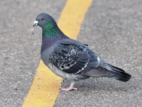 Le nettoyage des fientes de pigeon : Une opération à risque !