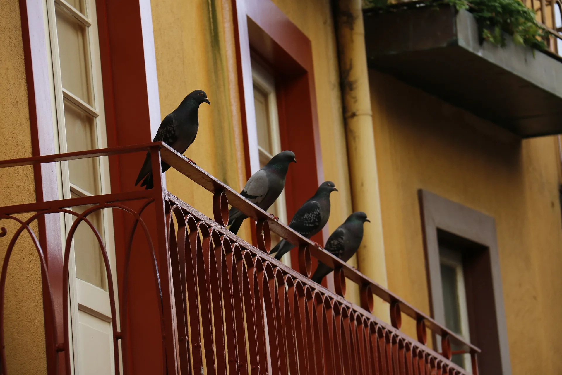 Des fientes de pigeon sur le balcon ? Faites appel à NORD NETTOYAGE