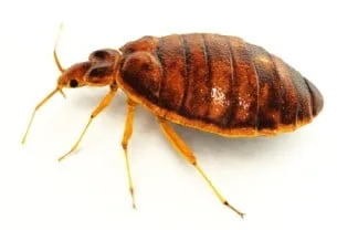 Comment reconnaître une infestation de punaises de lit ? Nos conseils !