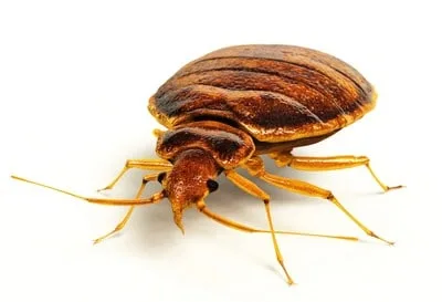 Punaise de lit : Gros plan sur cet insecte nocturne !