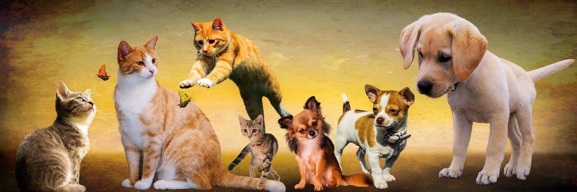 Quel est l’impact du syndrome de Noé sur le bien être des animaux ? Pourquoi parle t on de maltraitance animale ?