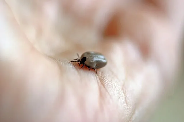 Quelles sont les maladies transmises par les insectes, les tiques… ?