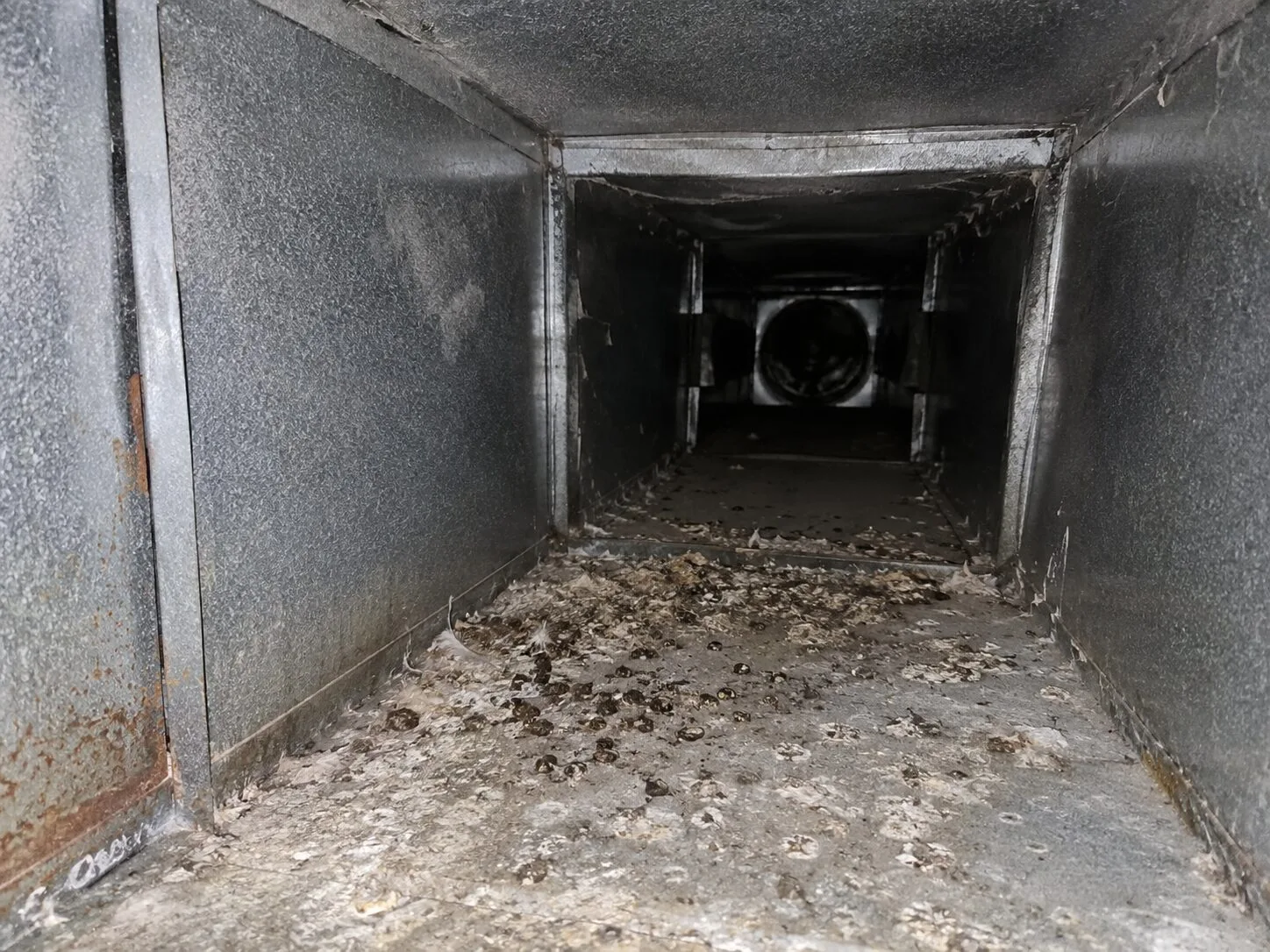 Comment traiter des fientes dans une ventilation de salle de sport en limitant le risque de diffusion ?