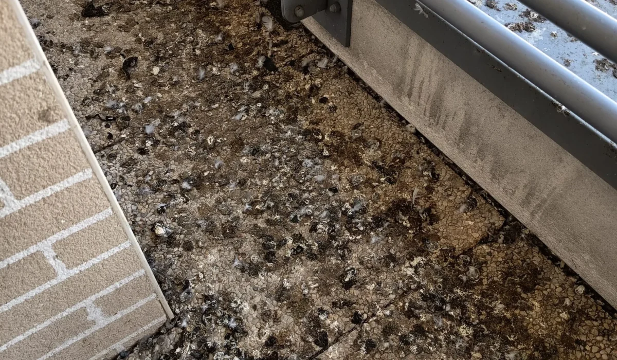 Comment éviter l’accumulation de fientes de pigeon sur un bâtiment ?