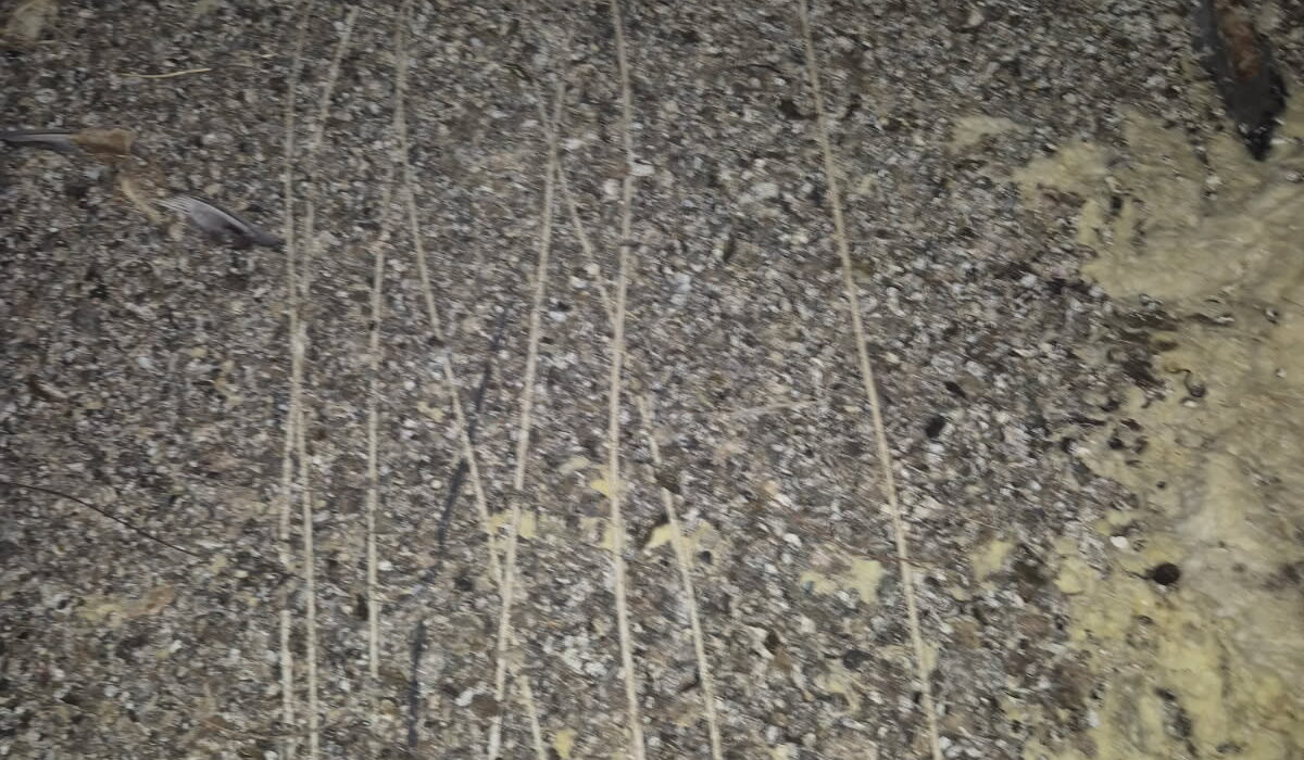 Fientes de pigeon dans un entrepôt