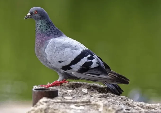 8 (2)