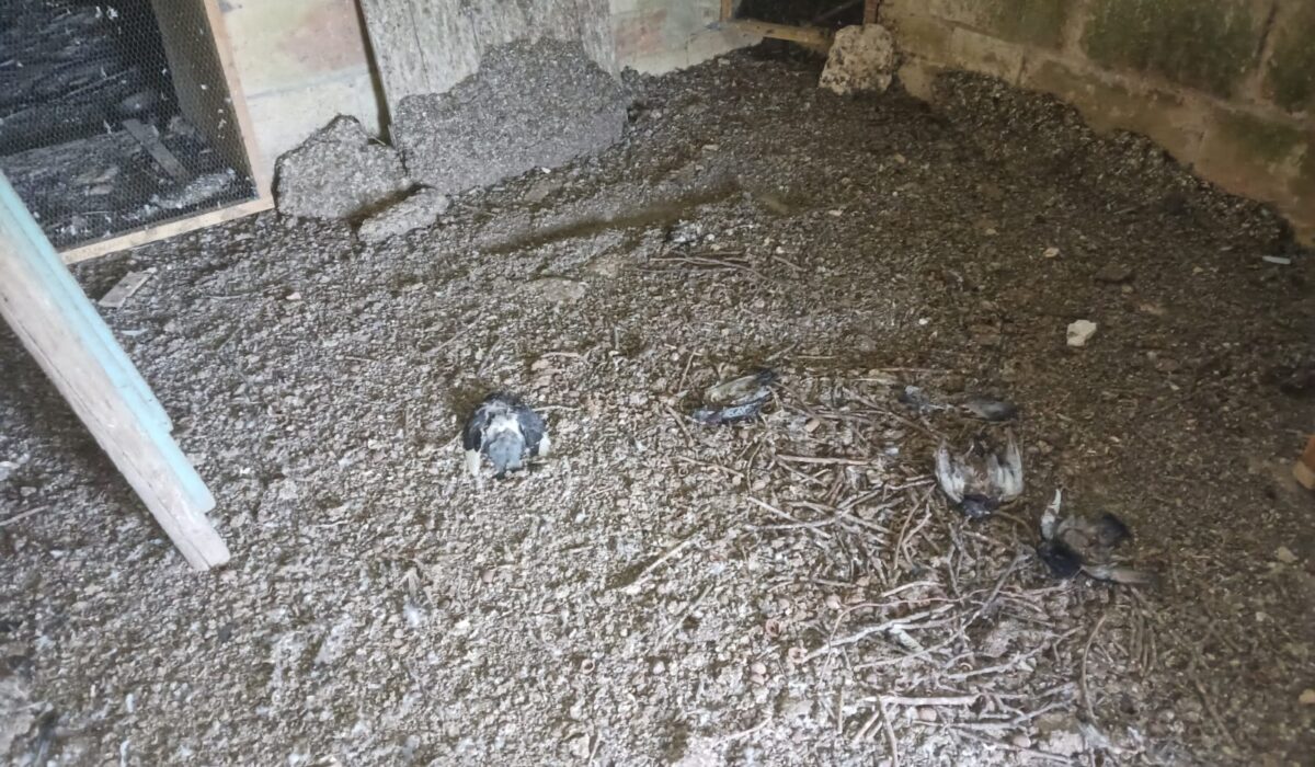 nettoyage fiente de pigeons