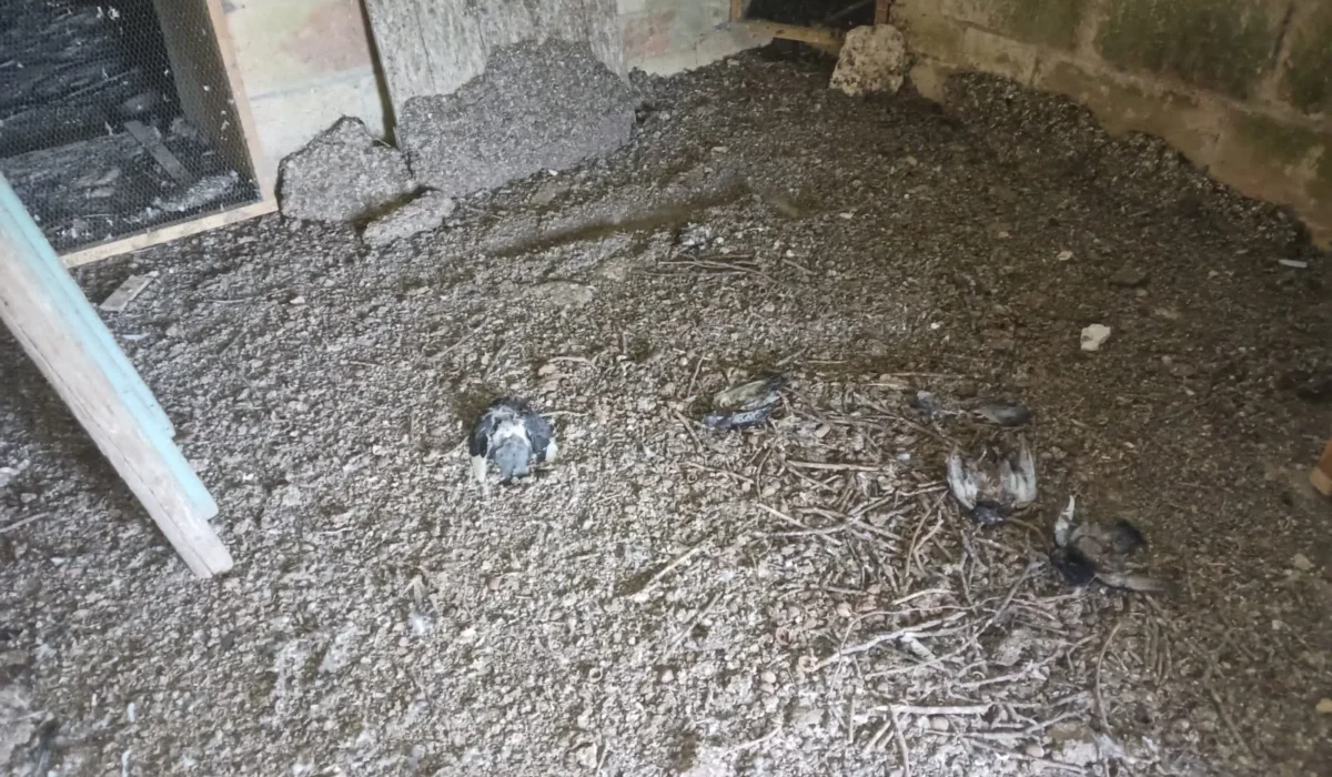 Comment se passe une intervention de nettoyage de fientes de pigeons ? 6 étapes nécessaires.