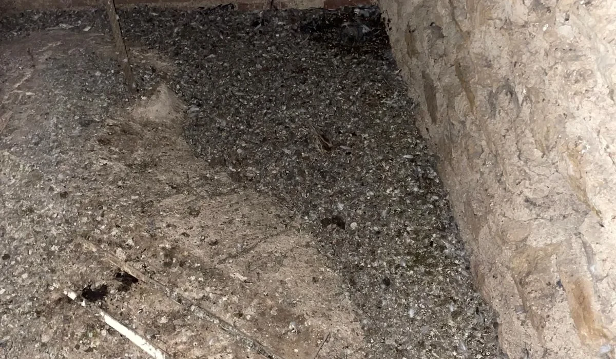 Fientes de pigeon : quels sont les vrais risques sanitaires ?