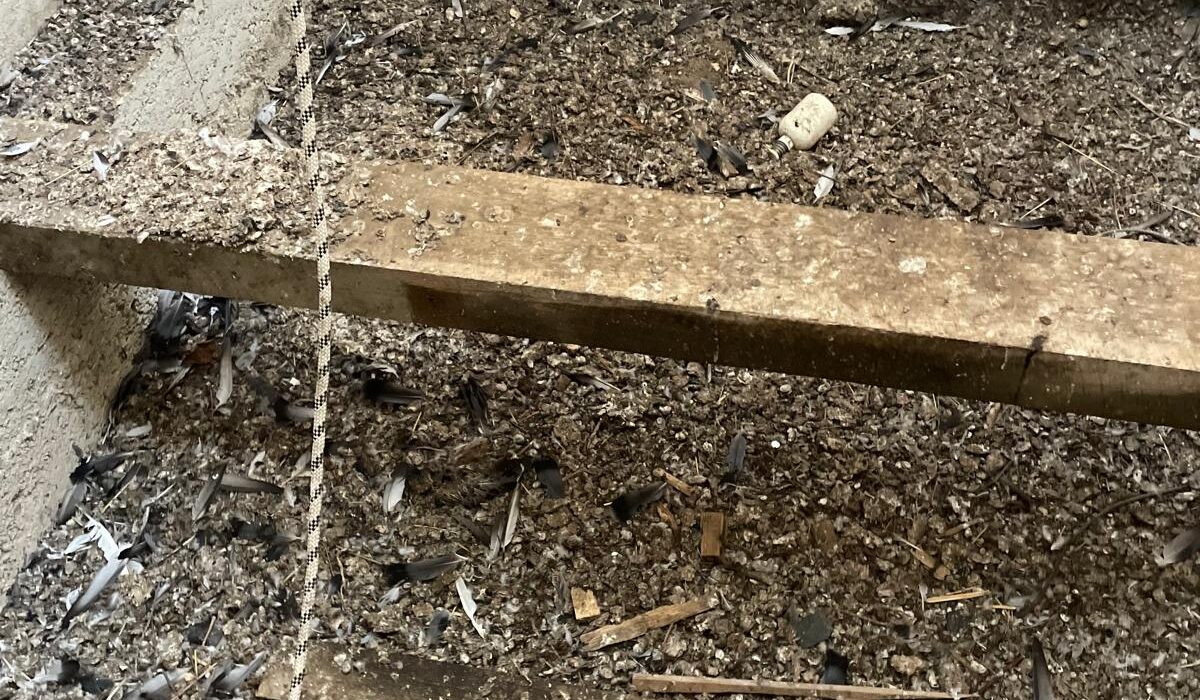 danger fiente de pigeon