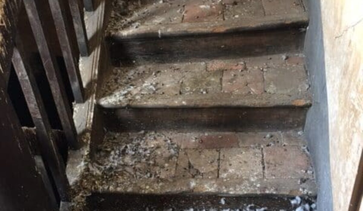 danger fiente de pigeon