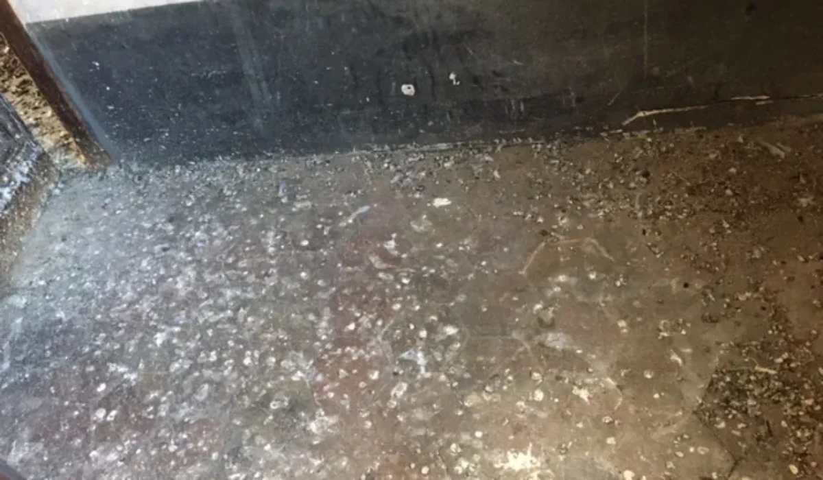 Les fientes de pigeon sont-elles dangereuses lorsqu’elles sont sèches ?