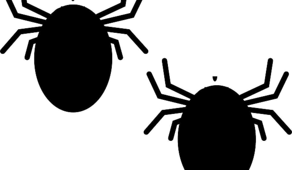 infestation punaise de lit