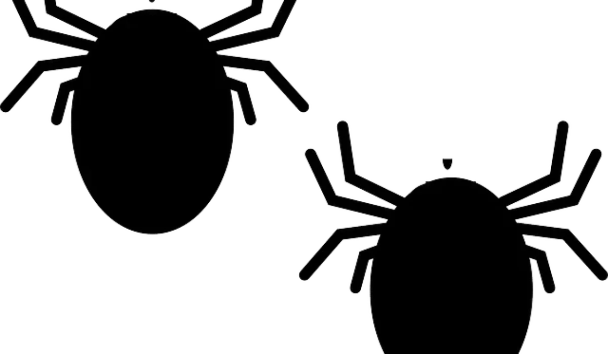 Punaises de lit : comment prévenir une infestation ?