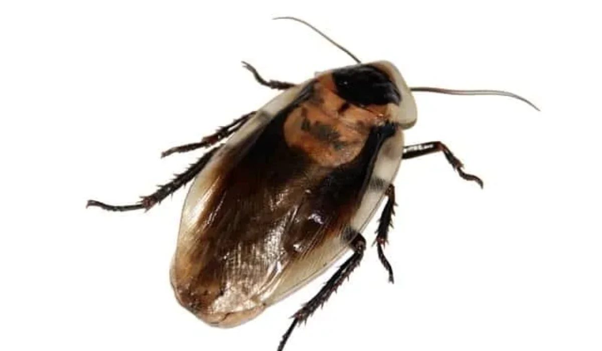 Le cafard, comment s’en débarrasser ? Tout savoir sur cet insecte envahissant !