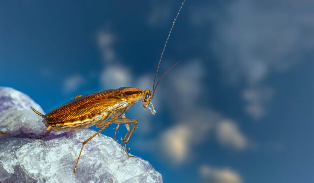 Pourquoi les Cafards Sortent-ils la Nuit ? Explication