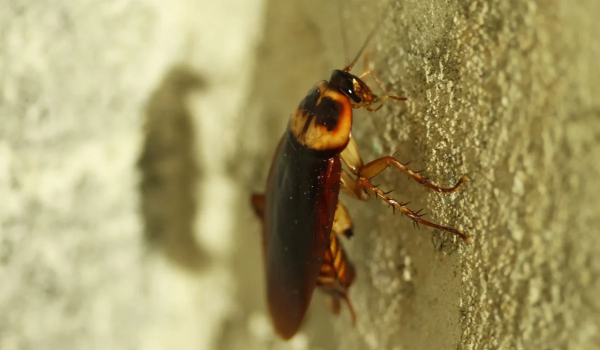 Infestation de cafards : nettoyage pro après invasion