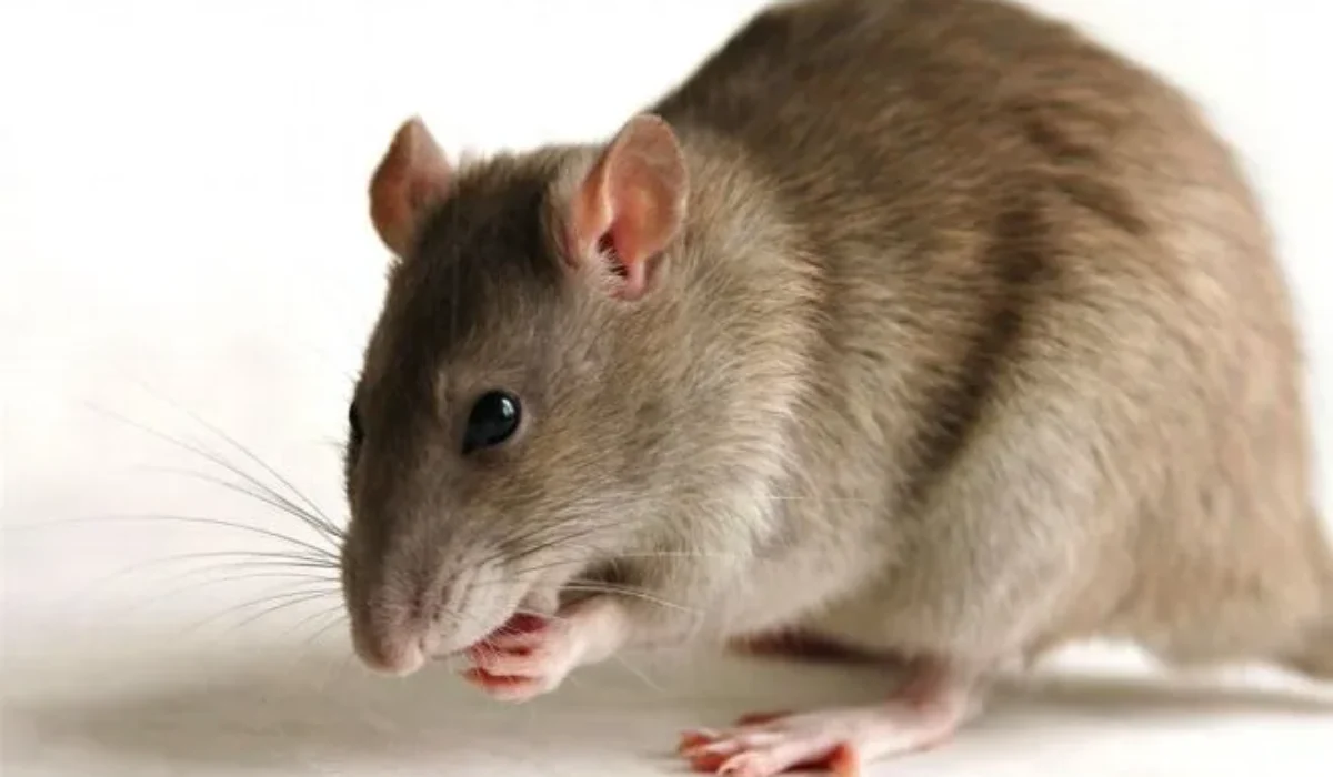 Dératisation : Comment lutter contre ces nuisibles ?