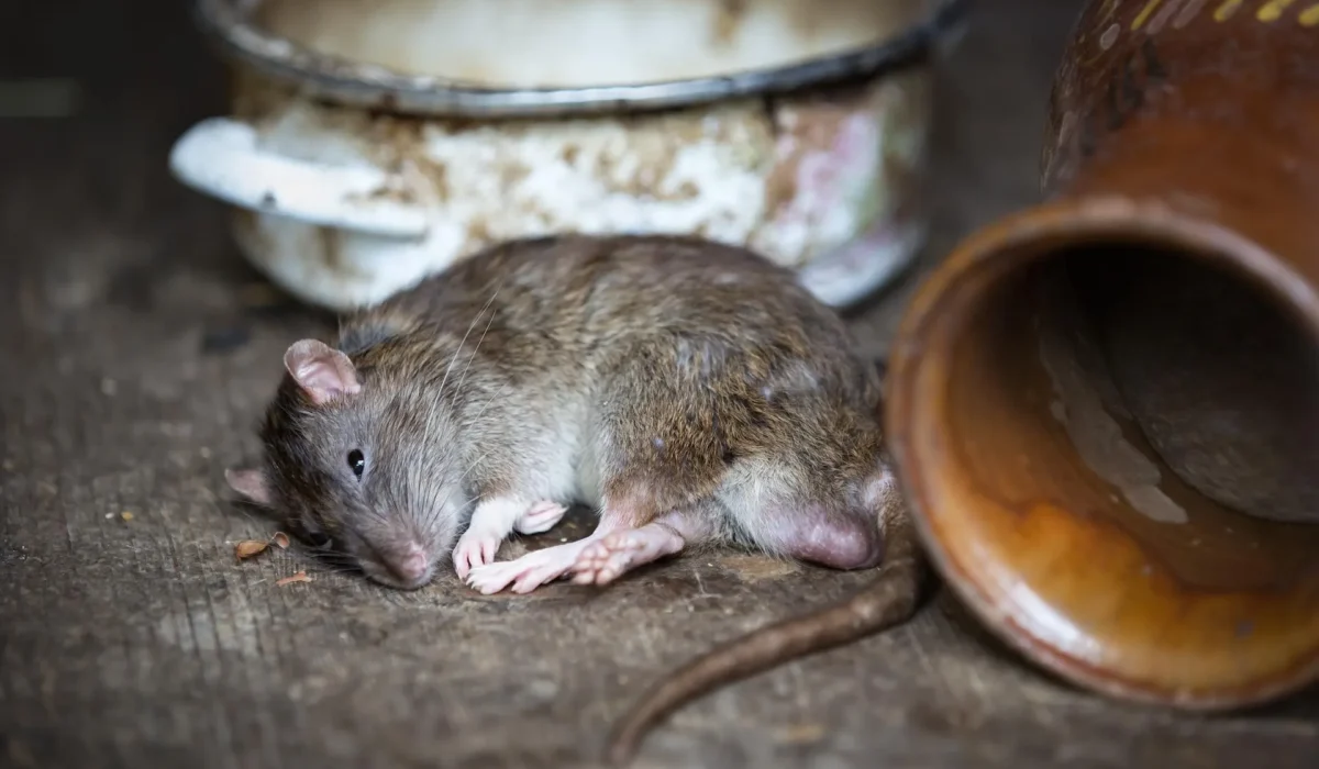 L’odeur du rat mort est elle dangereuse pour la santé ?