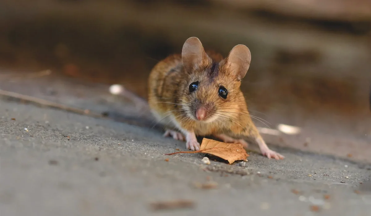 Désourisation : Comment se débarrasser des souris ?