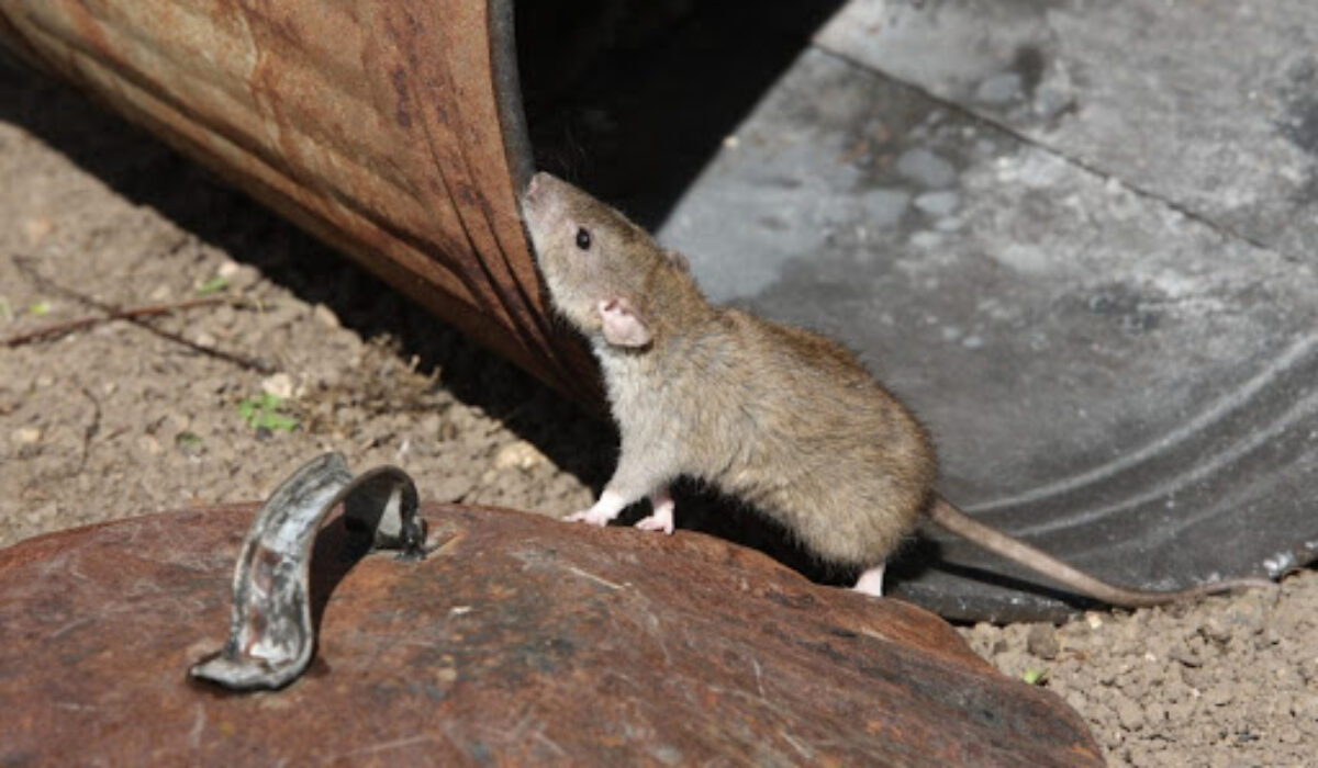 Entreprise de dératisation