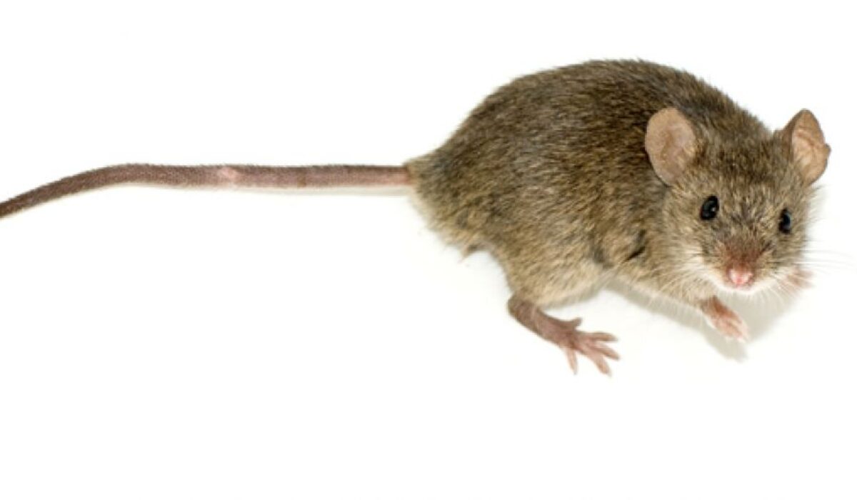 Entreprise de désourisation