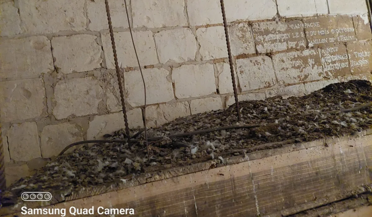 Présentation des 3 dispositifs anti-pigeon efficaces pour protéger votre bâtiment !