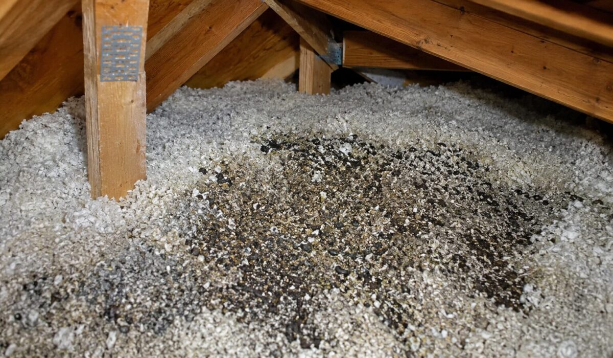 Grenier contaminé par du guano sur isolant soufflé nécessitant un retrait et une désinfection professionnelle
