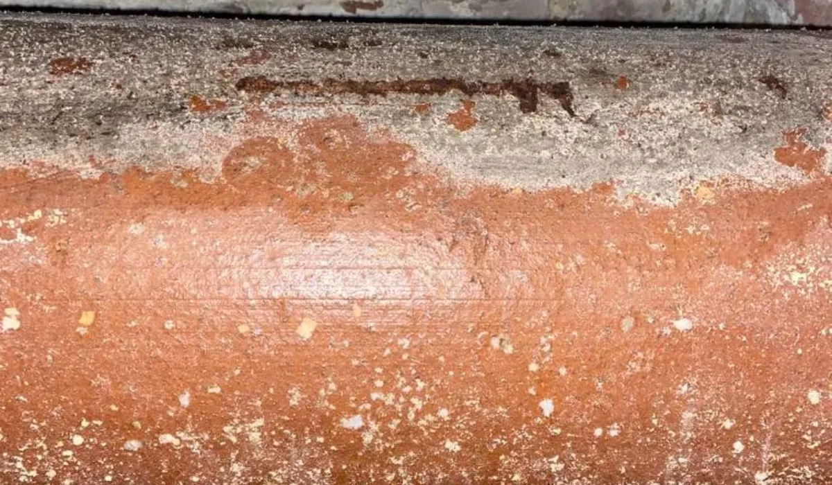 Désinfection de logement contaminé par des moisissures : ce qu’il faut savoir.