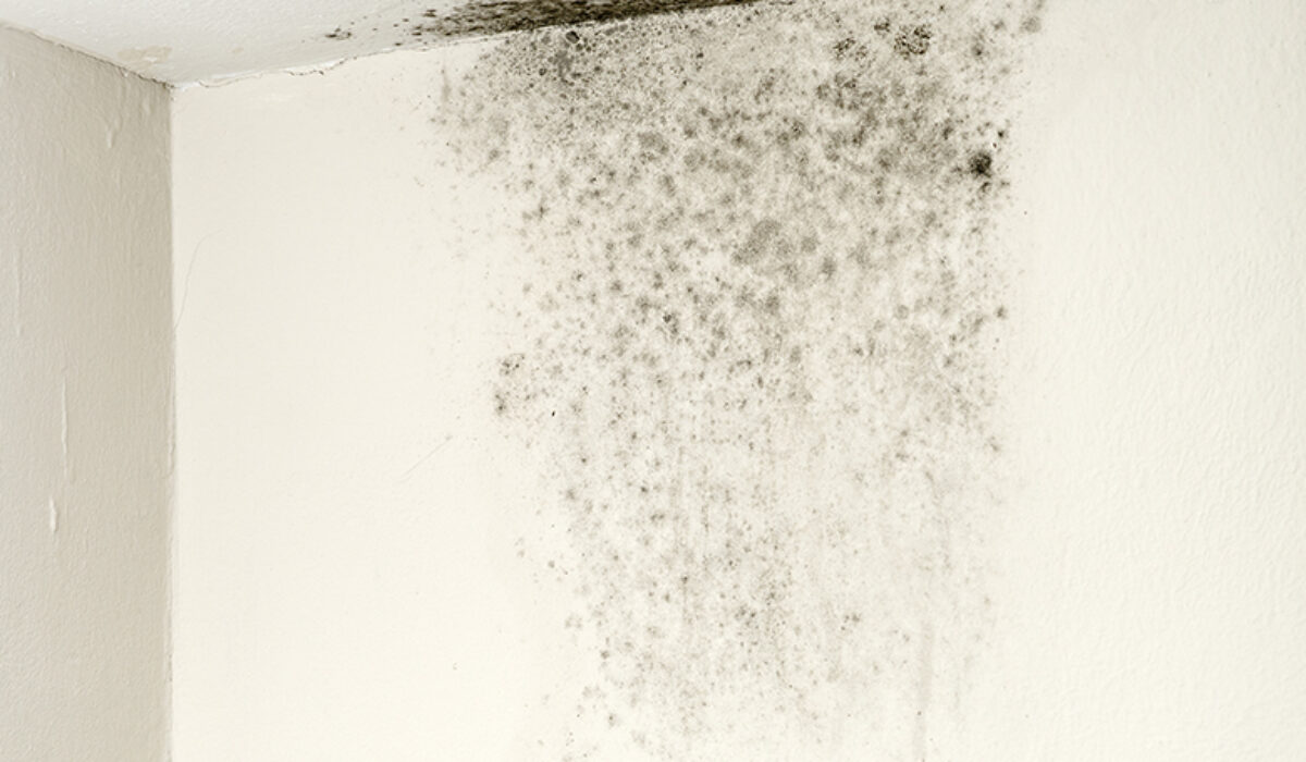 moisissure logement