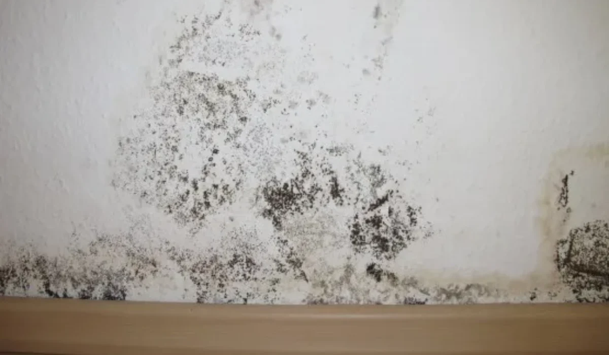 Dégâts d’eau, comment se déroule la décontamination ?