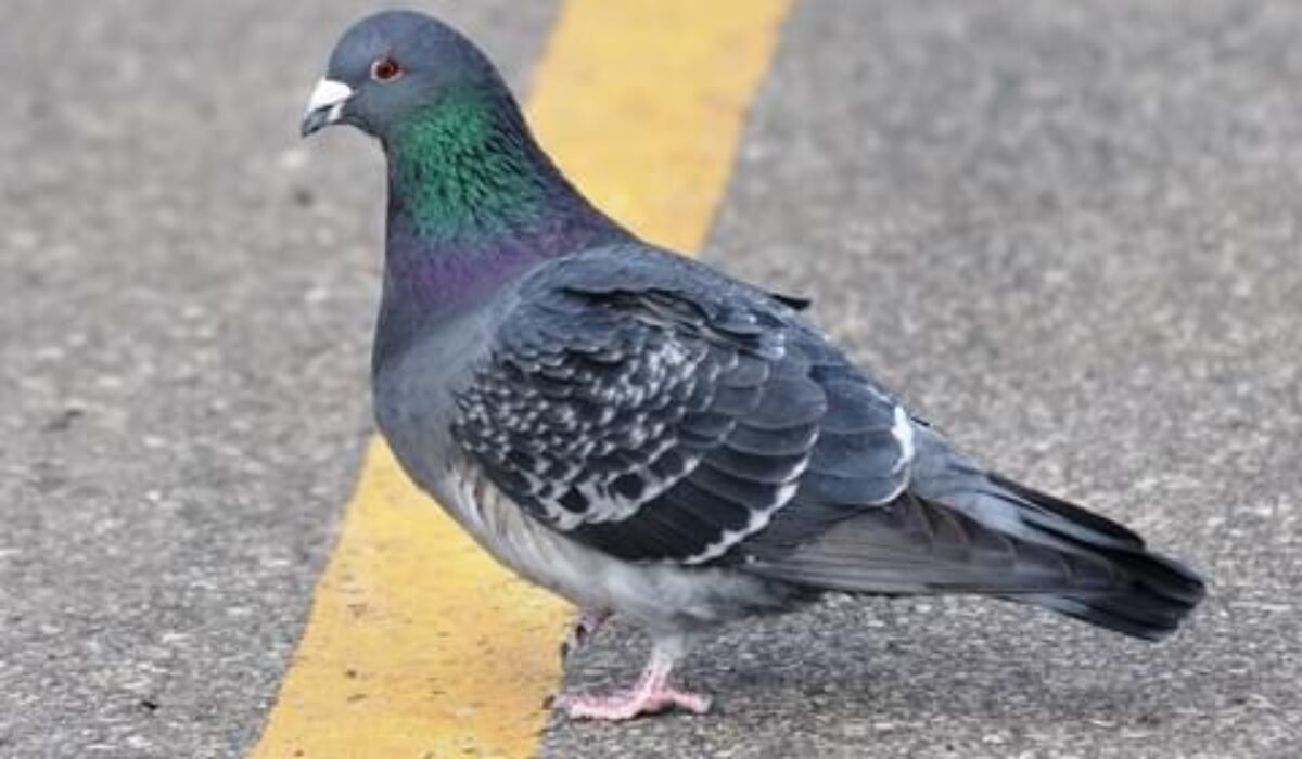 Nettoyage de fientes de pigeon