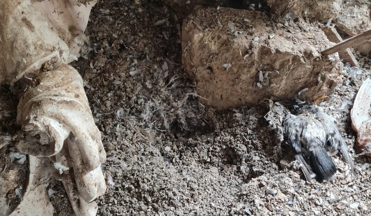 nettoyage-fiente-pigeons