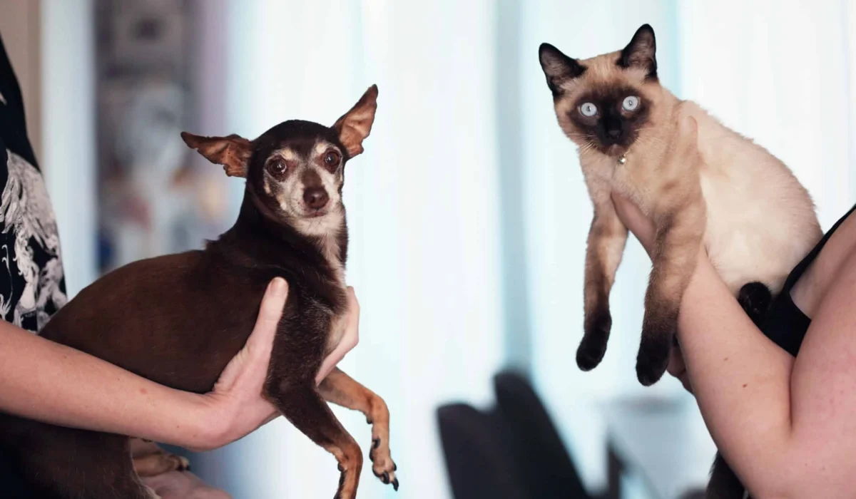 Animaux et syndrome de Noé : que faut-il savoir ?