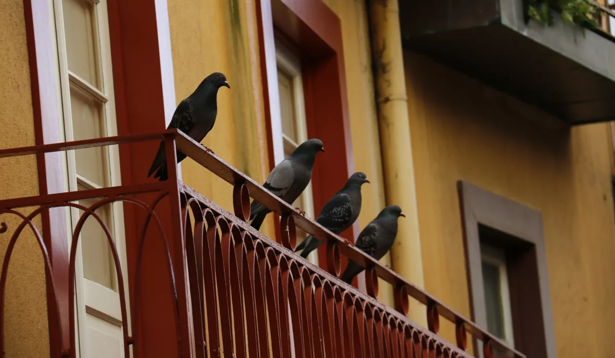 Des fientes de pigeon sur le balcon ? Faites appel à NORD NETTOYAGE